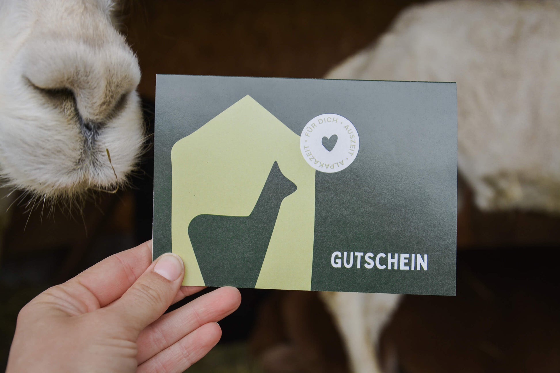 Gutschein für eine Alpakazeit