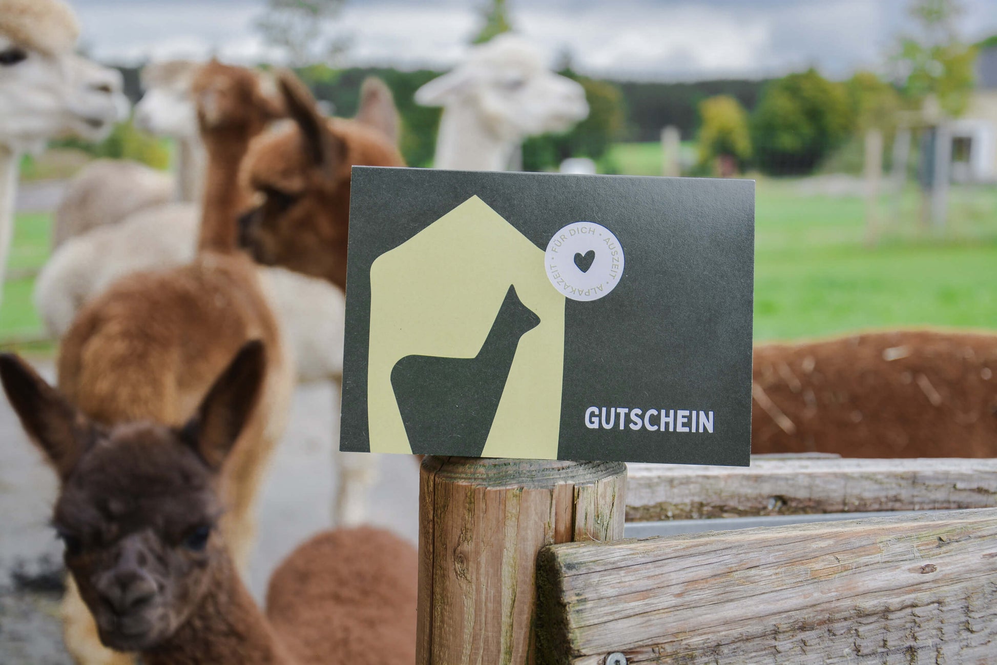 Gutschein für eine Alpakazeit