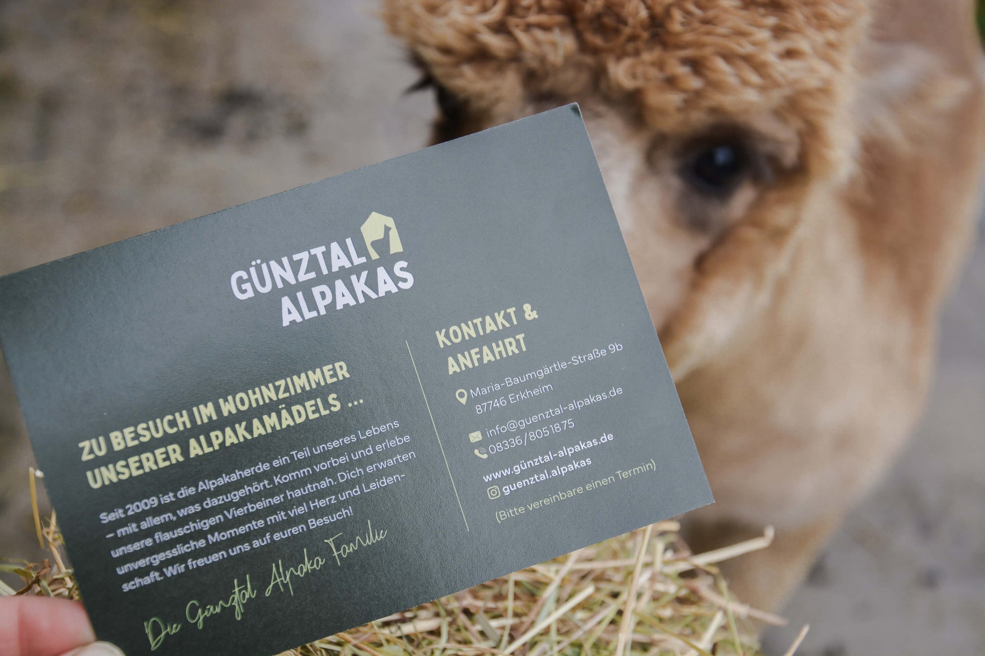 Gutschein für eine Alpakazeit